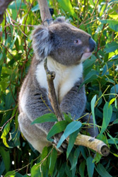 Yanchep National Park - Koala
